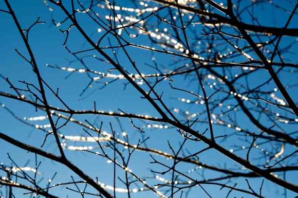 icy oak tree branches 8546n copyright chrisazimmer feb 22 2011 s