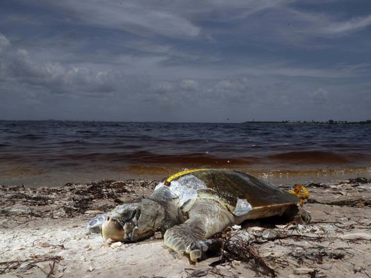 dd5857de-e6a7-4aad-8394-3ad74707ccc6-USP_News-_Red_Tide