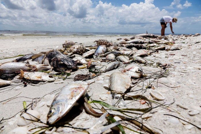 Aftermath of the red tide phenomenon in the west coast of Florida, Captiva, Usa - 03 Aug 2018